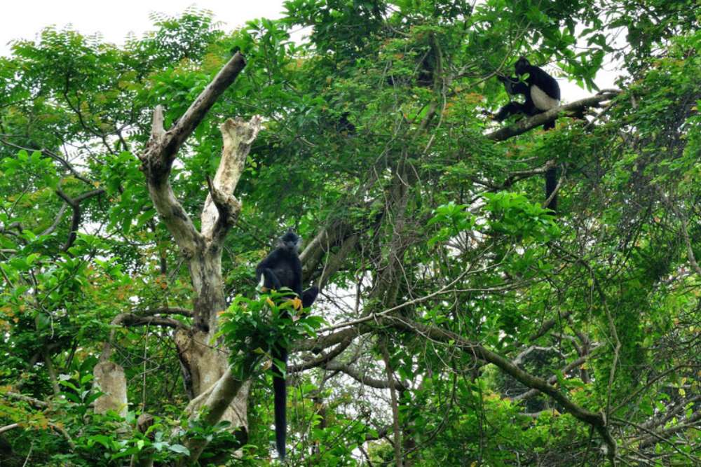 Parc national de Cuc Phuong